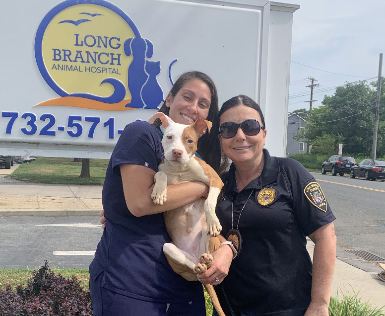 Long Branch Animal Control The Link News